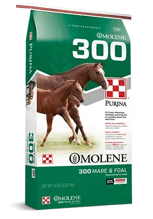 Horse_Omolene300